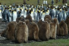 Königspinguin (52 von 84).jpg